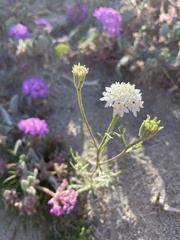 Chaenactis stevioides