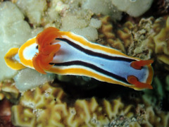 Chromodoris annae