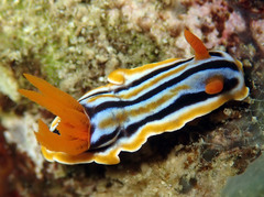 Chromodoris colemani