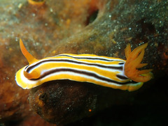 Chromodoris colemani
