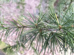 Cedrus deodara