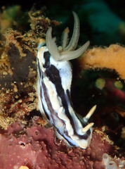 Chromodoris elisabethina