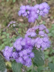 Ageratum houstonianum