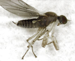 Cladodromia