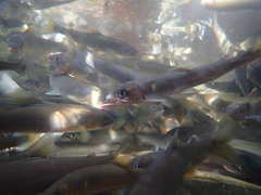 Plecoglossus altivelis