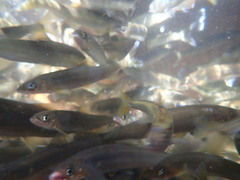 Plecoglossus altivelis