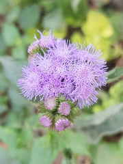 Ageratum houstonianum
