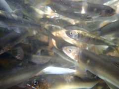 Plecoglossus altivelis