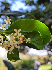 Osmanthus fragrans