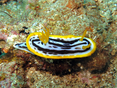 Chromodoris
