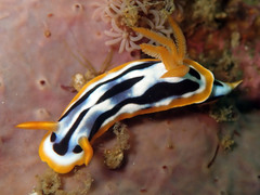 Chromodoris strigata