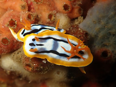 Chromodoris strigata