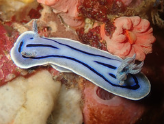 Chromodoris willani