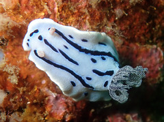 Chromodoris willani