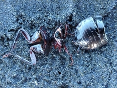 Drymaplaneta semivitta