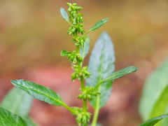 Rumex neglectus