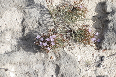 Limonium scabrum