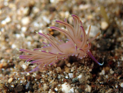 Coryphellina rubrolineata