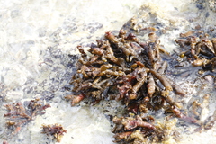 Splachnidium rugosum