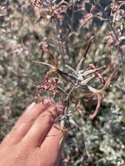 Lyrocarpa coulteri