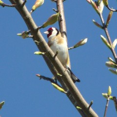 Carduelis carduelis britannica