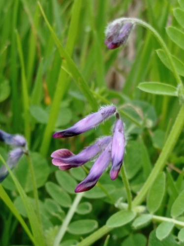 Vicia costae image