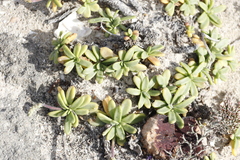 Plantago carnosa