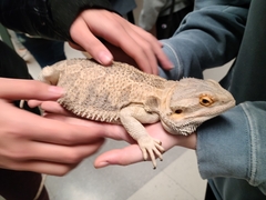 Pogona