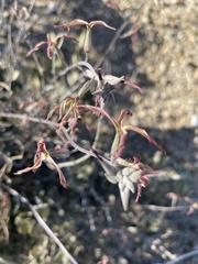 Lyrocarpa coulteri