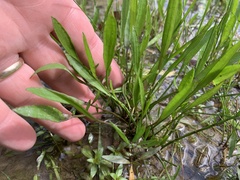 Limnosciadium pumilum