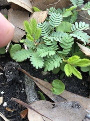 Mimosa strigillosa