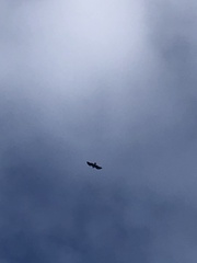 Haliaeetus leucocephalus
