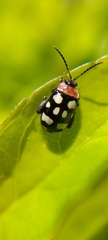 Alagoasa trifasciata