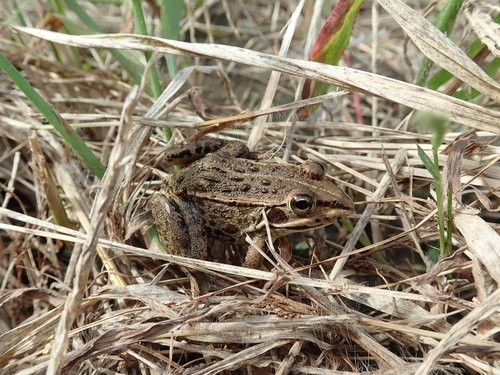 Daruma pond frog, Pelophylax porosus