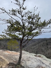 Pinus virginiana