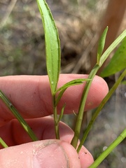 Limnosciadium pumilum