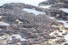 Mytilus galloprovincialis