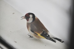 Carduelis carduelis