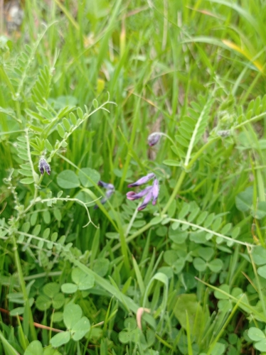 Vicia costae image