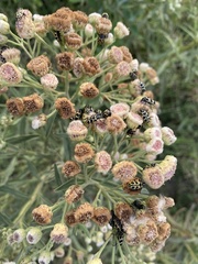 Astylus atromaculatus