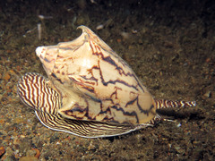 Cymbiola vespertilio