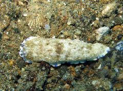 Dermatobranchus caeruleomaculatus