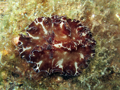 Discodoris boholiensis