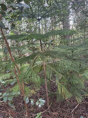 Araucaria
