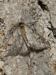 Alsophila aescularia