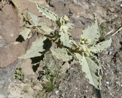 Chrozophora oblongifolia