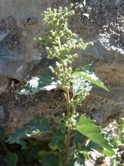 Chrozophora oblongifolia