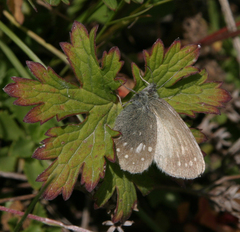 Coenonympha sunbecca