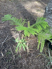 Araucaria