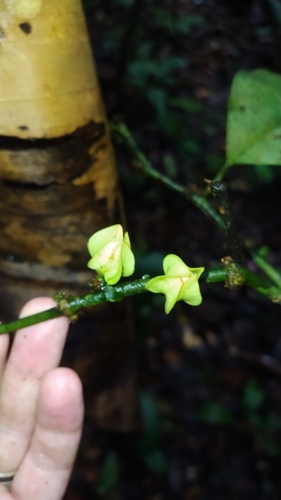 Heisteria cauliflora (Heisteria cauliflora)